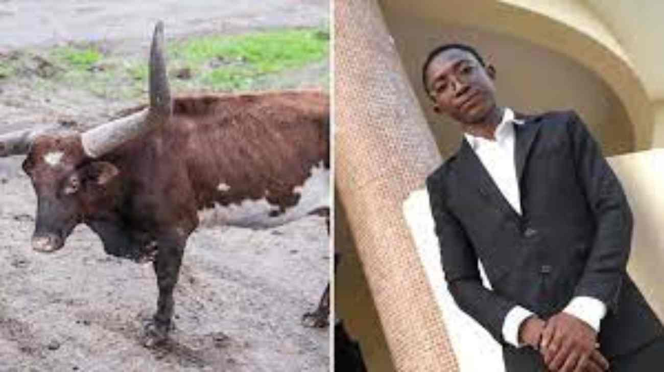 Côte d'Ivoire: Un jeune nouveau Docteur tué par un bœuf