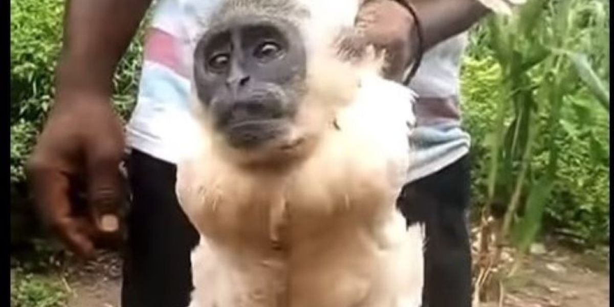 La vidéo virale qui circule sur les réseaux sociaux et qui montre un coq à tête de singe est une imposture
