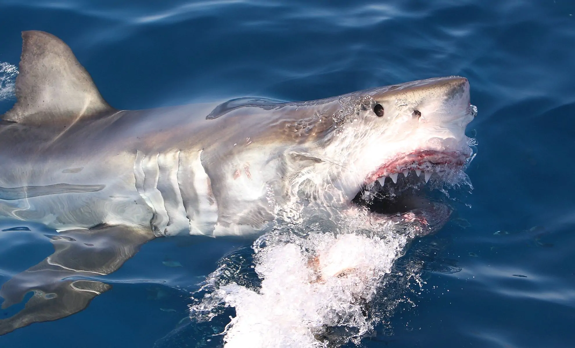 Algérie : deux baigneurs attaquent un Requin