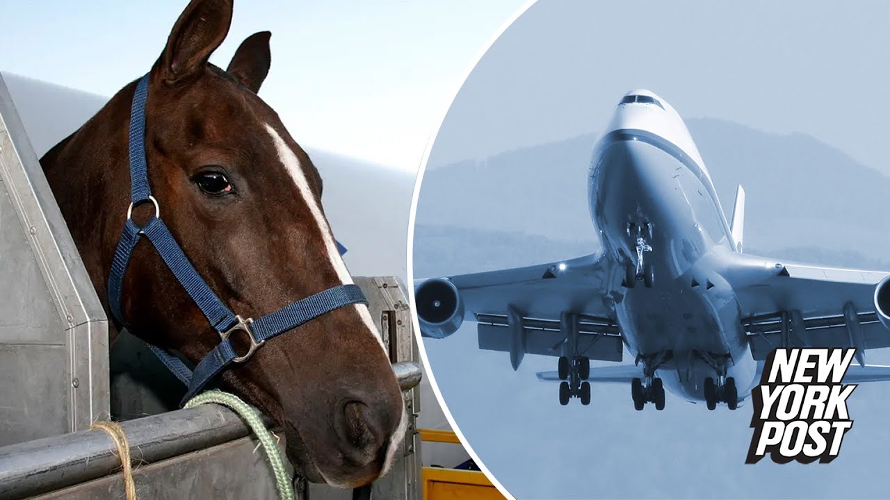Incident insolite : demi-tour d'un Boeing 747 à cause d'un cheval détaché en plein vol